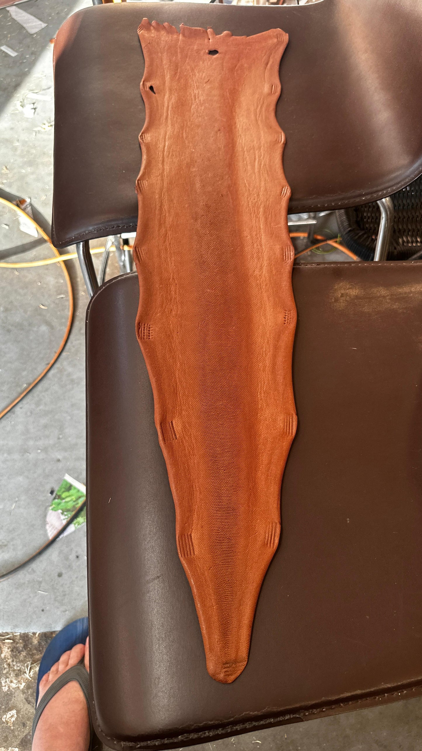 Kangaroo Tails. Excellent For Knife Stropping!